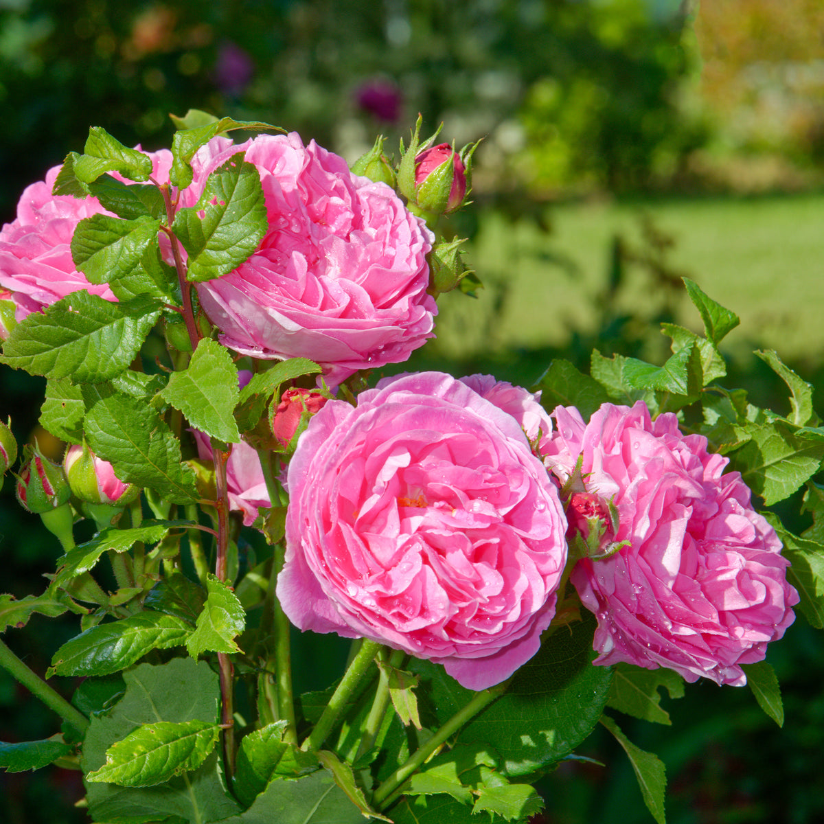 Bourbonroos Louise Odier - Rosa Louise Odier - Bakker