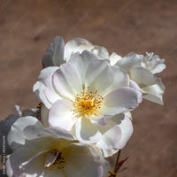 Roos Pénélope - Rosa moschata Pénélope - Bakker