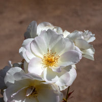 Roos Pénélope - Rosa moschata Pénélope - Bakker