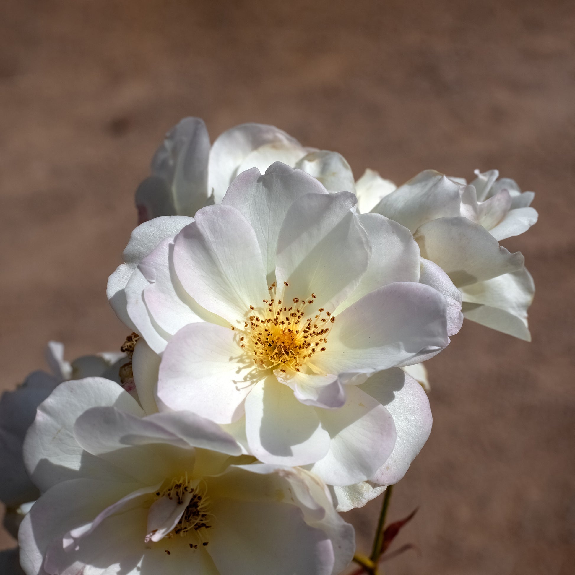 Roos Pénélope - Rosa moschata Pénélope - Bakker