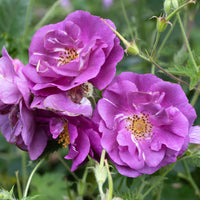 Rosa Rhapsody in Blue® Frantasia - Roos 'Rhapsody in blue - Rozen
