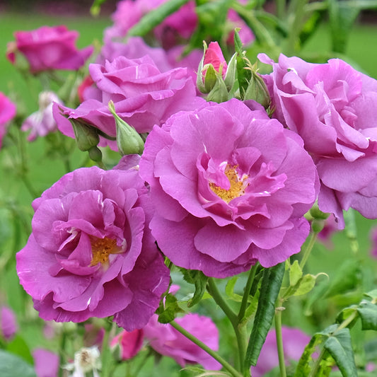 Roos 'Rhapsody in blue - Bakker