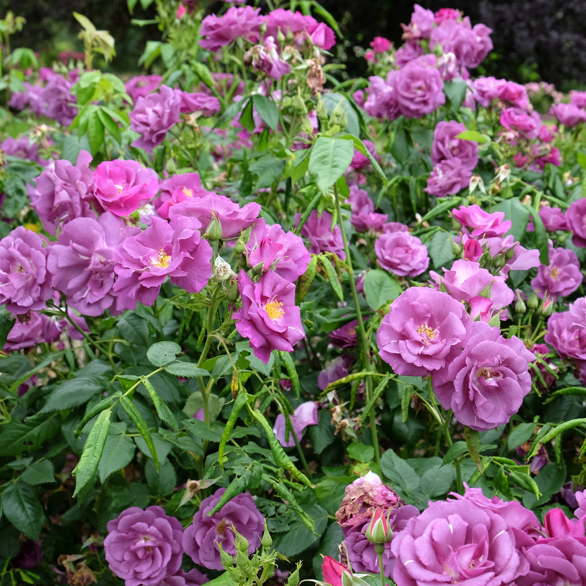 Roos 'Rhapsody in blue - Rosa Rhapsody in Blue® Frantasia | Bakker.com