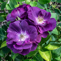 Rozen - Roos 'Rhapsody in blue - Rosa Rhapsody in Blue® Frantasia