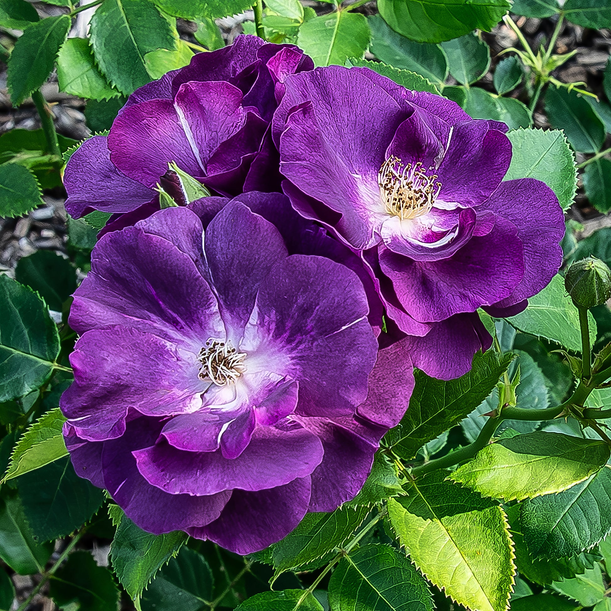Rozen - Roos 'Rhapsody in blue - Rosa Rhapsody in Blue® Frantasia