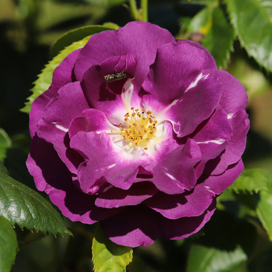 Roos 'Rhapsody in blue - Bakker