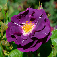 Roos 'Rhapsody in blue - Rozen - Bakker