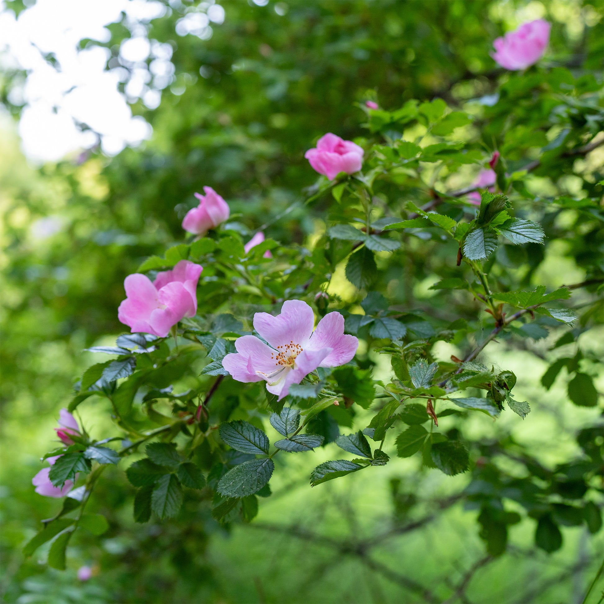 Rosa rubiginosa - Egelantier / Rosa rubiginosa - Rozen