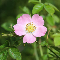 Egelantier / Rosa rubiginosa - Bakker