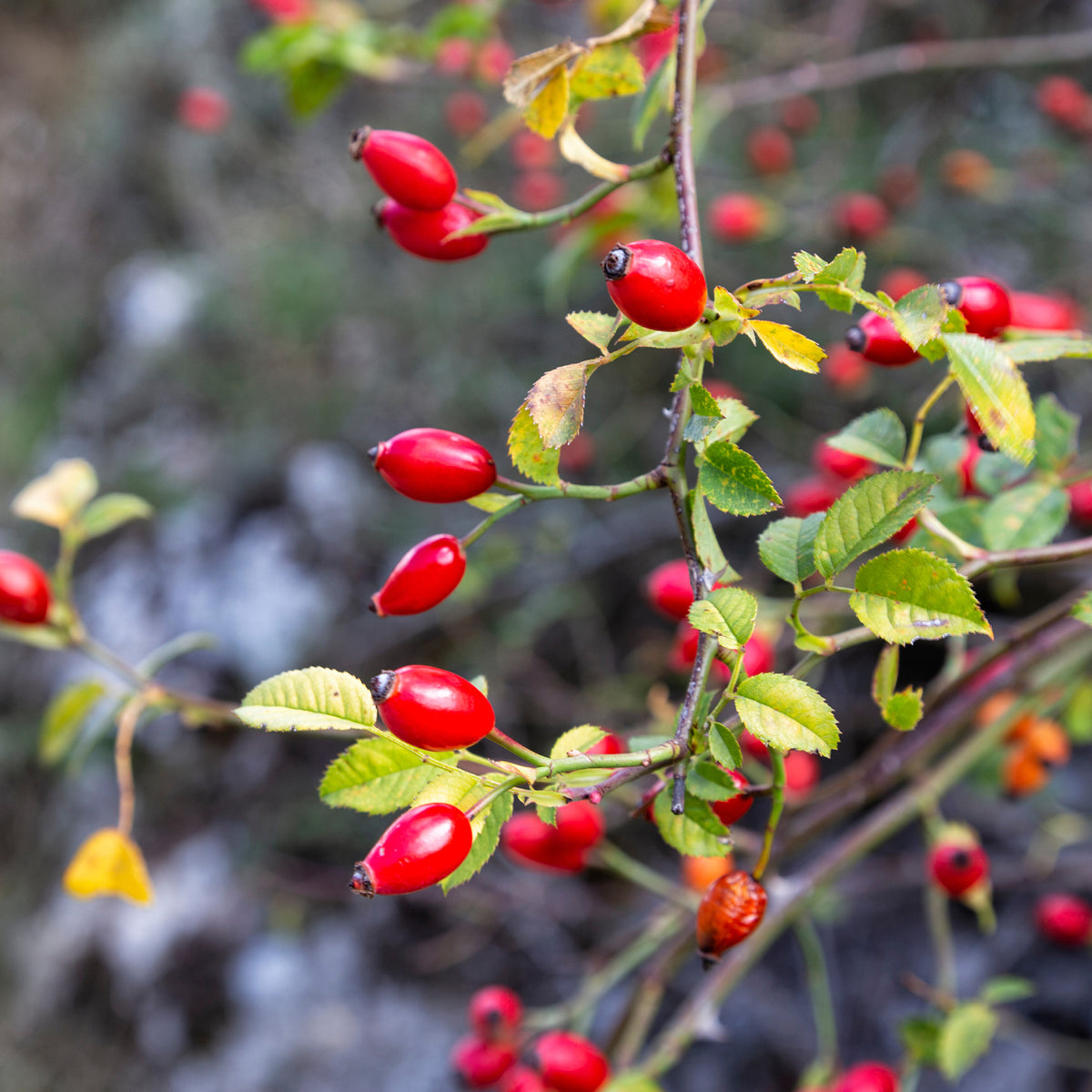 Egelantier - Rosa rubiginosa - Bakker