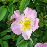 Rozen - Egelantier / Rosa rubiginosa - Rosa rubiginosa