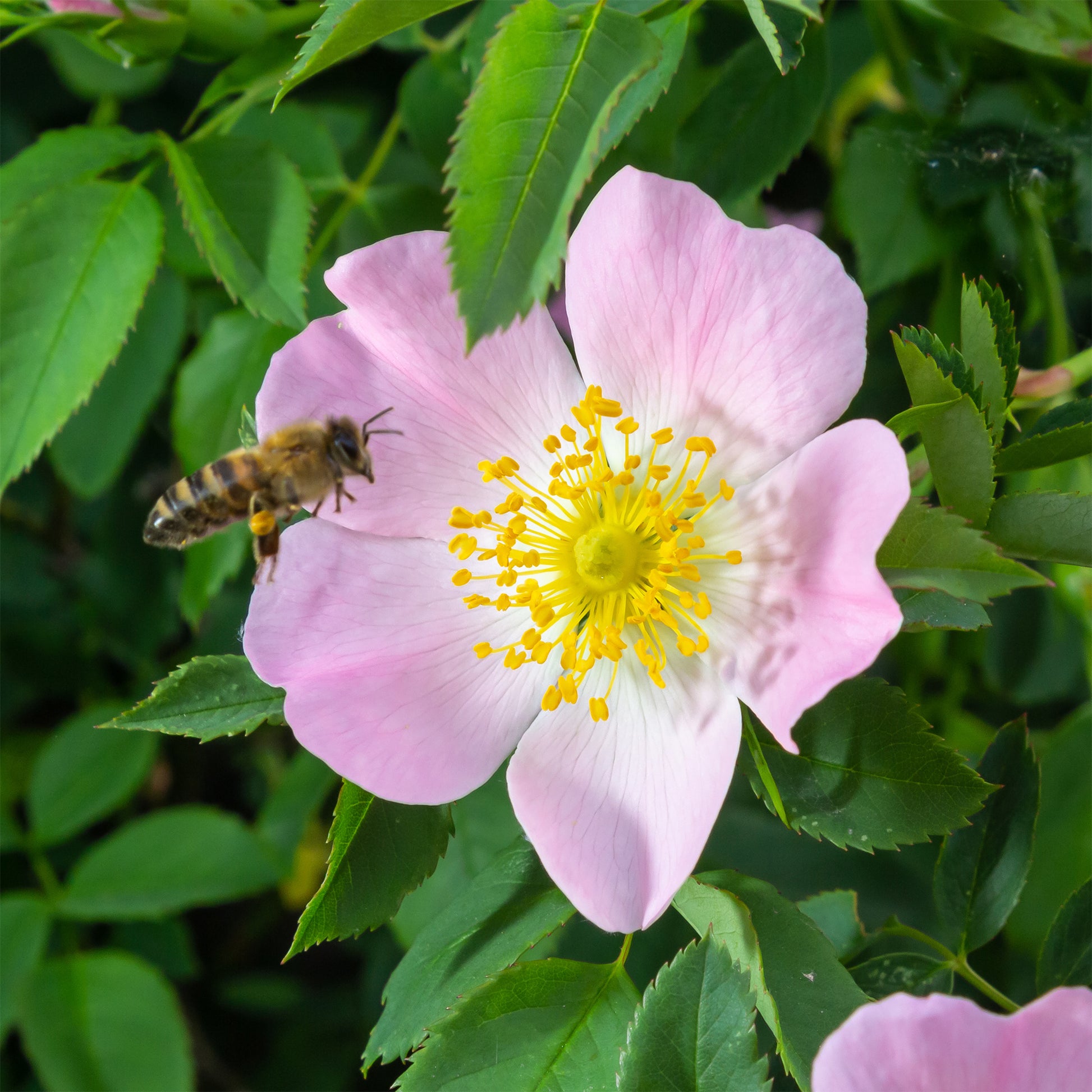 Rozen - Egelantier / Rosa rubiginosa - Rosa rubiginosa