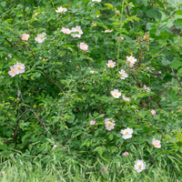 Verkoop Egelantier / Rosa rubiginosa - Rosa rubiginosa