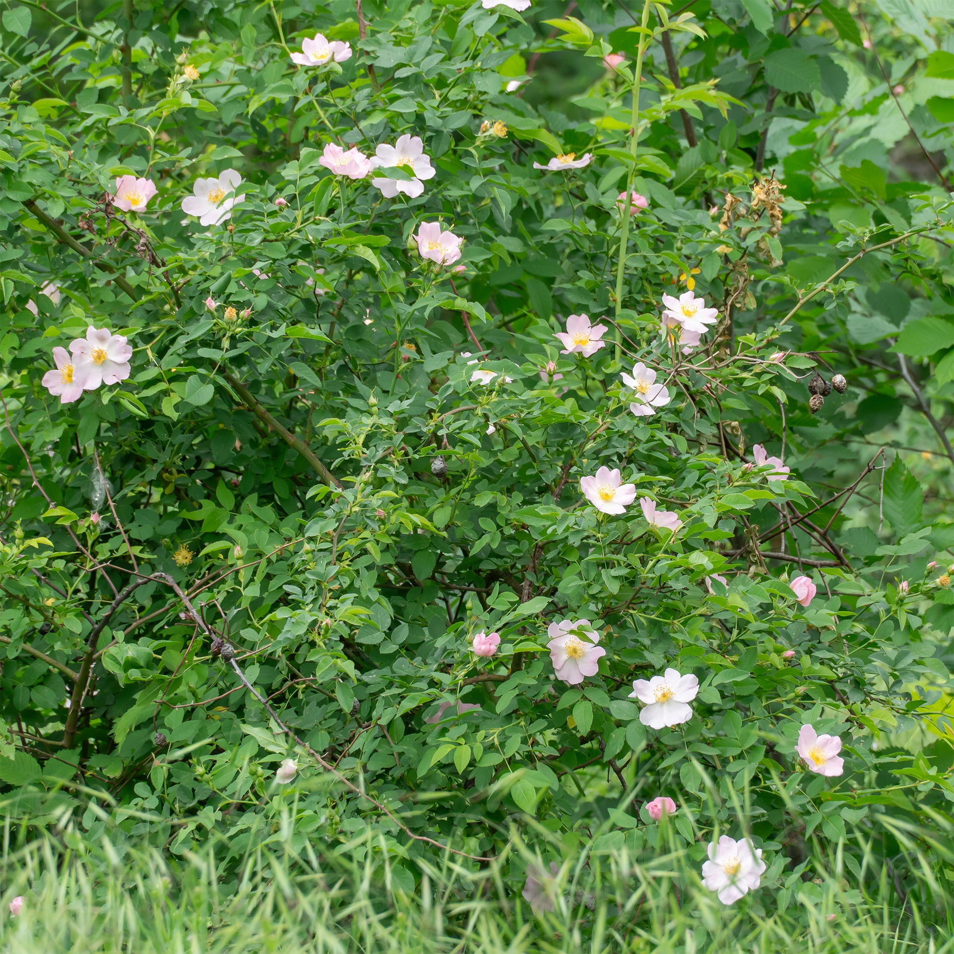 Verkoop Egelantier / Rosa rubiginosa - Rosa rubiginosa