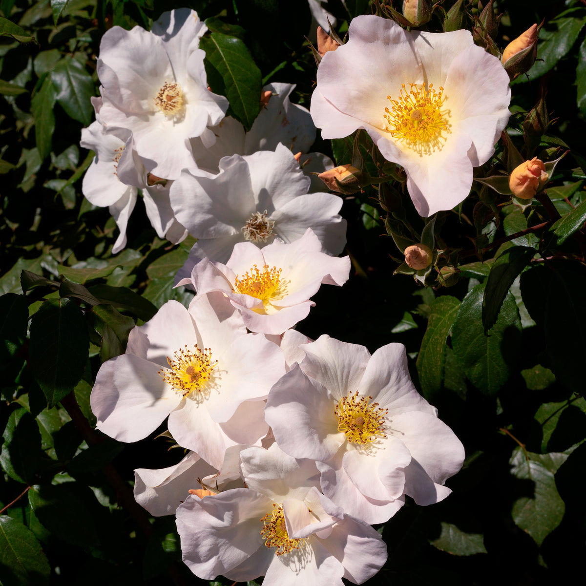 Roos 'Sally Holmes' - Rosa Sally Holmes - Bakker