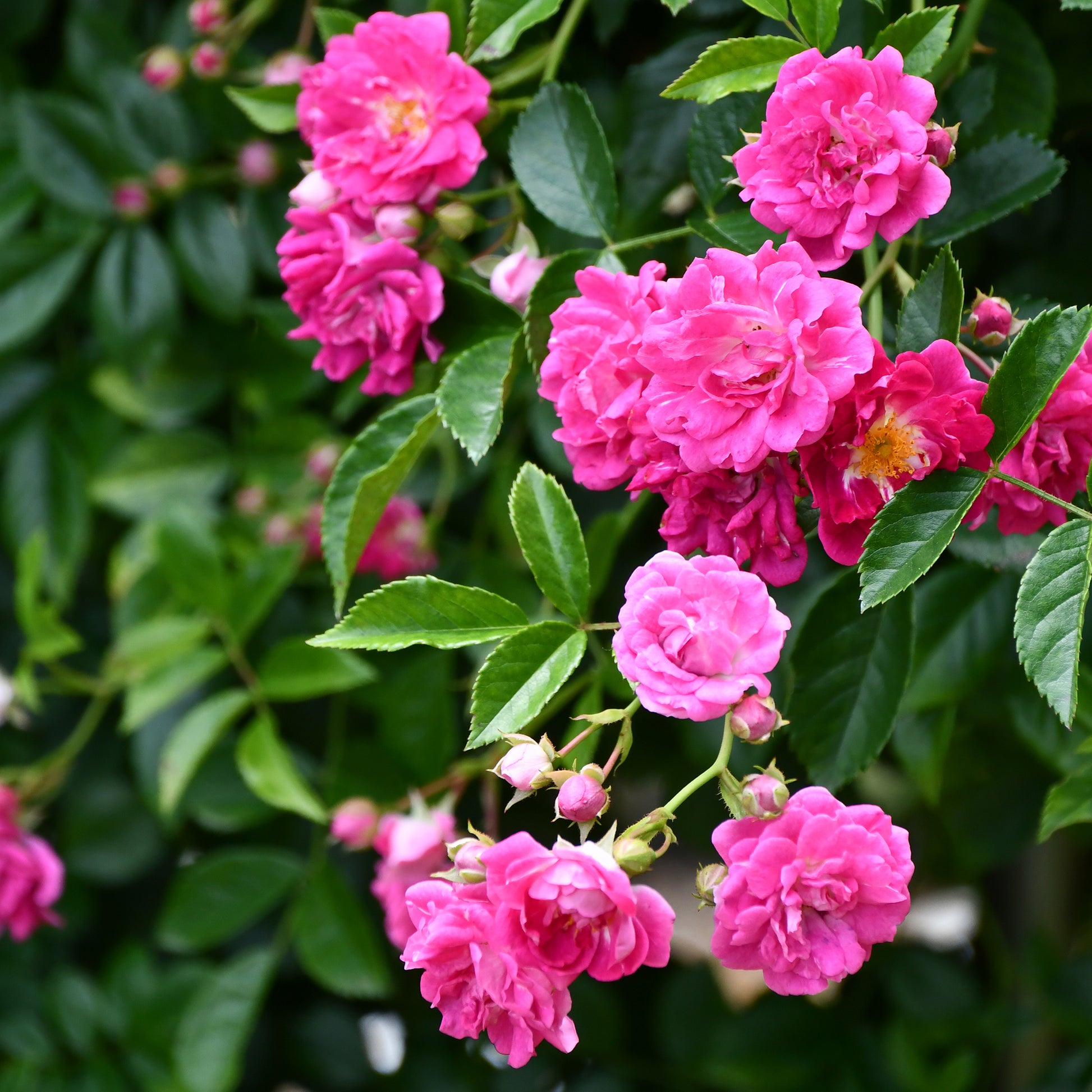 Roos 'Astrid Gräfin von Hardenberg'® - Rosa astrid gräfin von hardenberg ® - Bakker