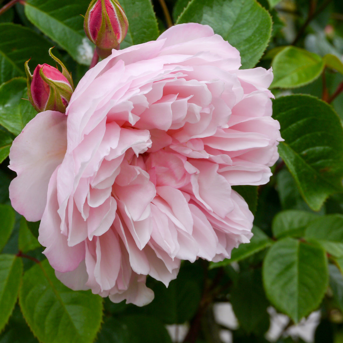 Rosa The Generous Gardener® Ausdrawn - Roos The Generous Gardener® - Klimrozen