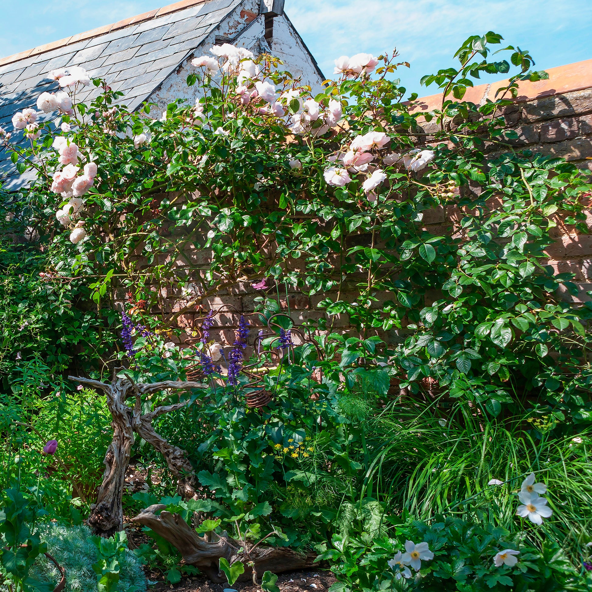 Roos The Generous Gardener® - Rosa The Generous Gardener® Ausdrawn - Bakker