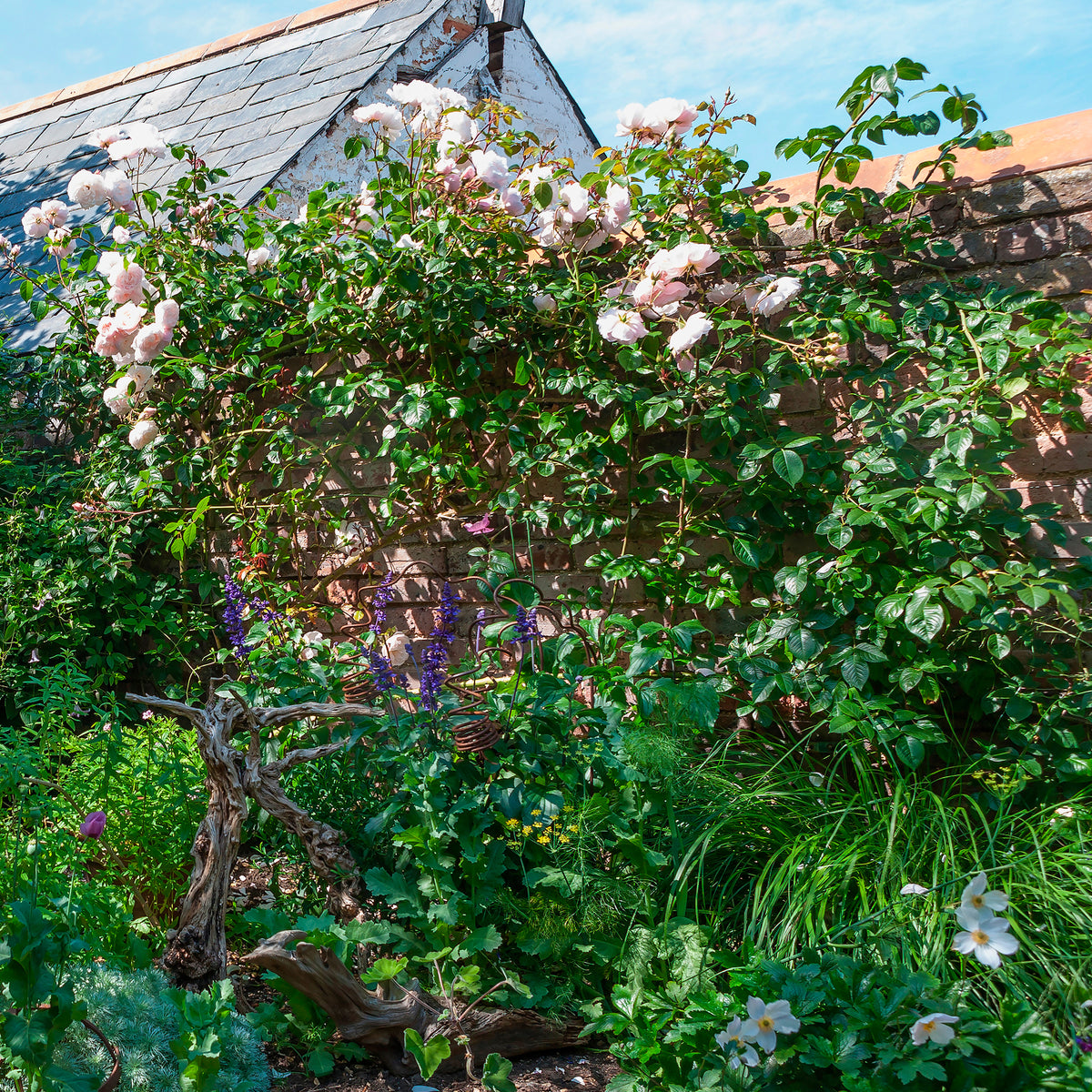 Roos The Generous Gardener® - Rosa The Generous Gardener® Ausdrawn - Bakker
