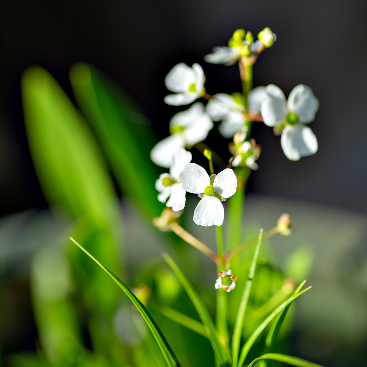 Smalbladig pijlkruid - Sagittaria graminea - Bakker