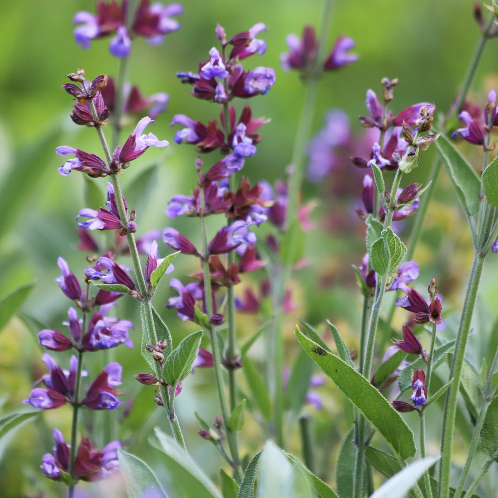 Salie - Salvia officinalis - Bakker