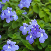 Kaapse primula - Streptocarpus saxorum - Bakker