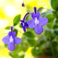 Kaapse primula - Bakker