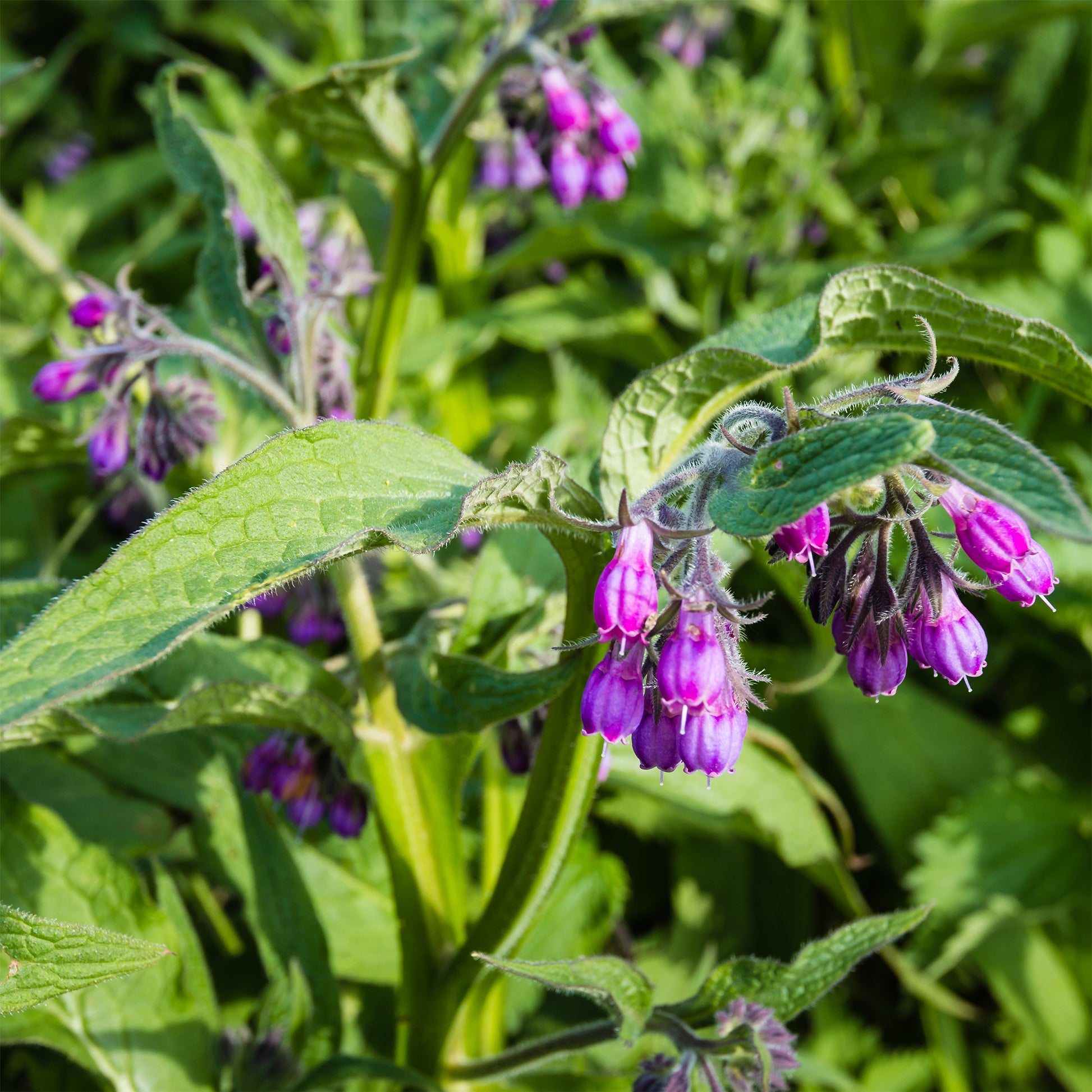 Gewone smeerwortel - Symphytum officinale - Bakker