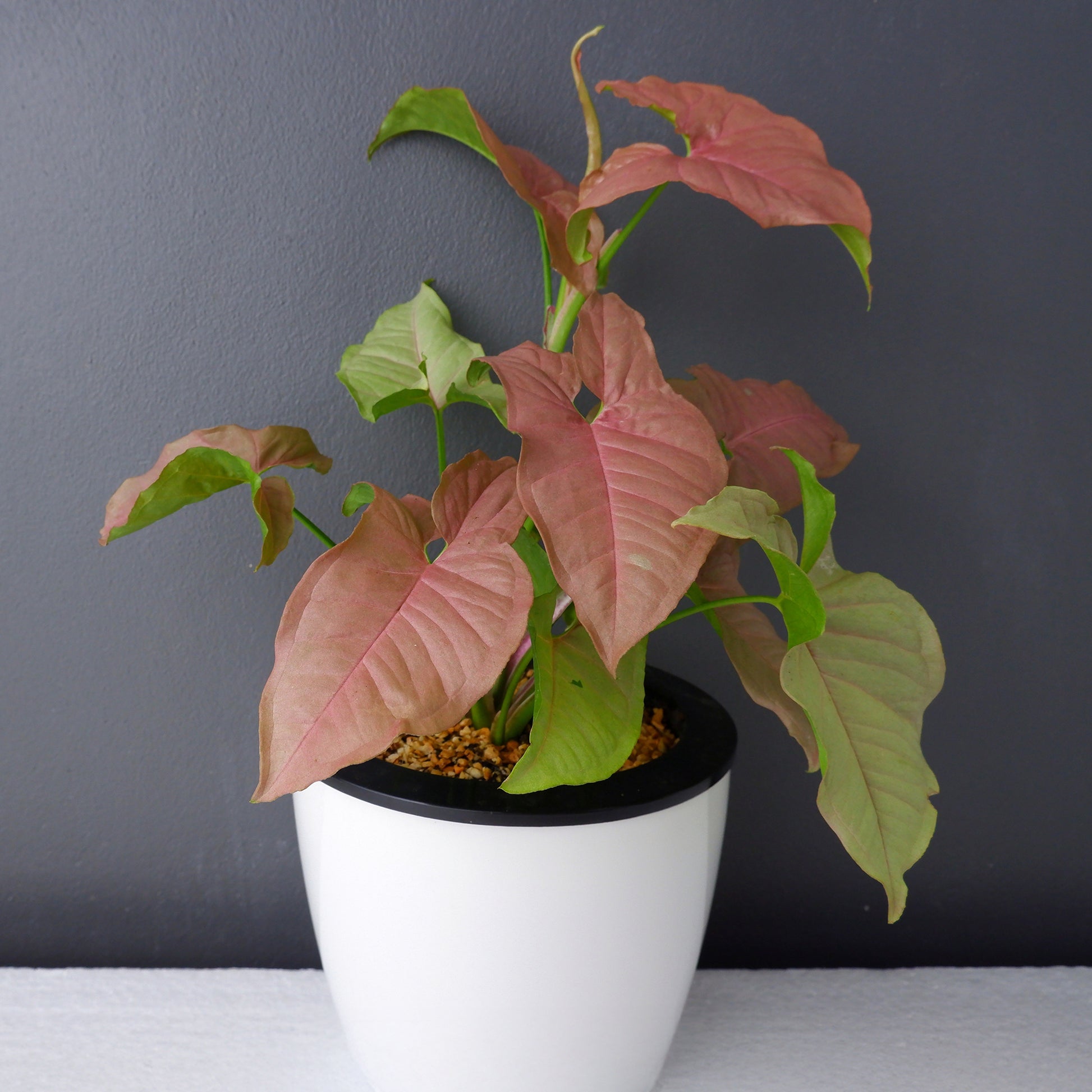 Syngonium Neon - Syngonium Neon - Bakker
