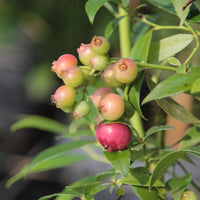 Bosbes Roze Limonade - Vaccinium x ashei Pink Lemonade - Bakker