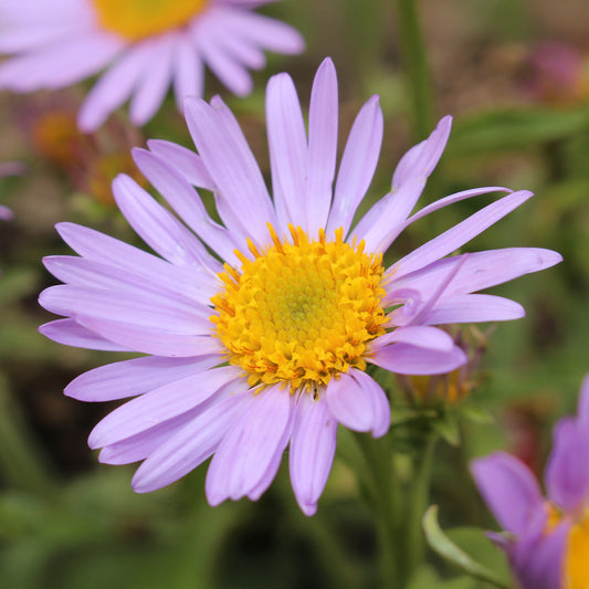 Fijnstraal Lavender Lady - Bakker