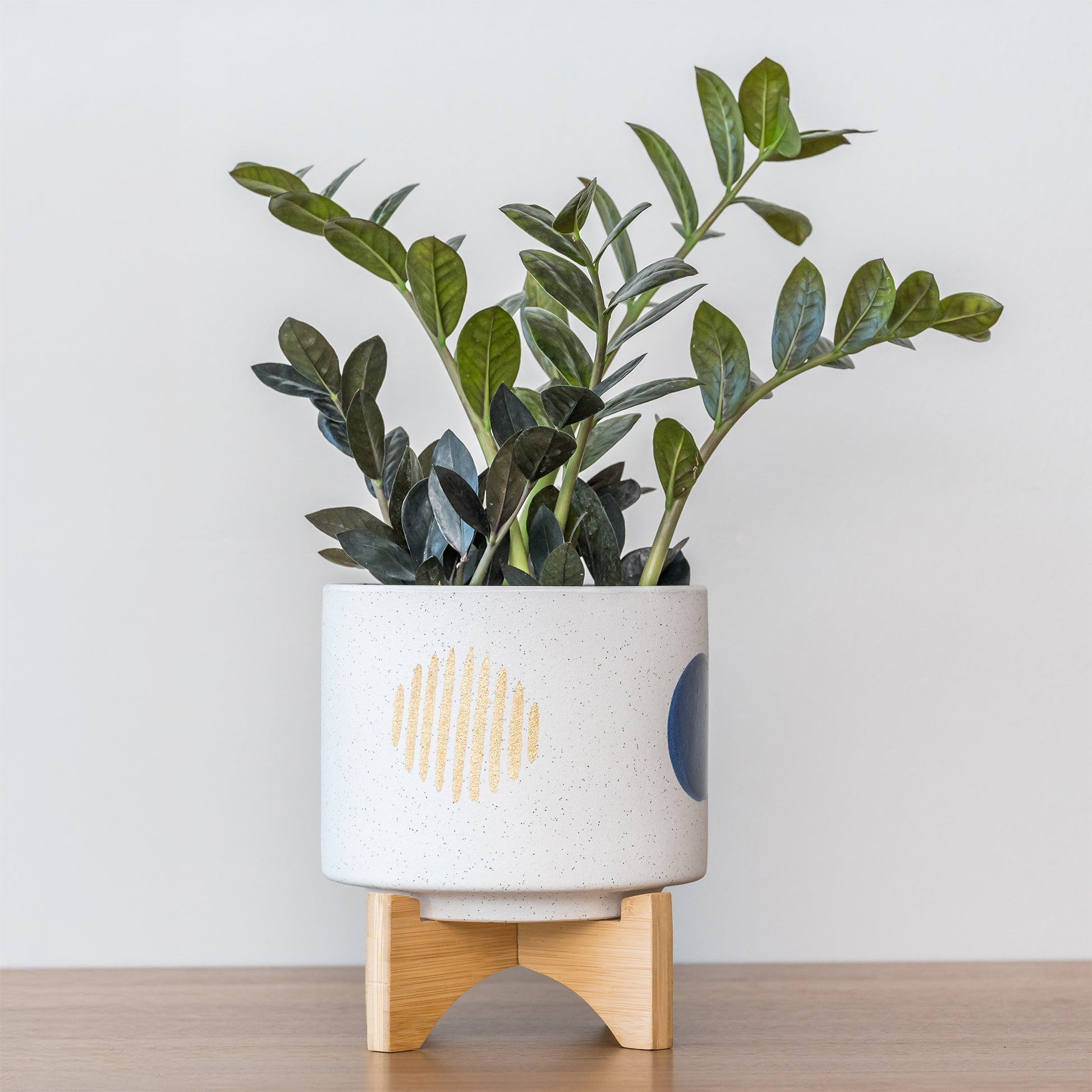 Zamioculcas - Kartonplant - Zamioculcas 'Raven' - Zamioculcas zamiifolia Raven