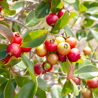 Psidium cattleianum - Chinese Guave - Exotische fruit