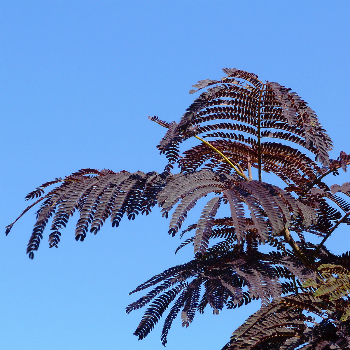 Perzische slaapboom 'Summer Chocolate®' - Albizia julibrissin Summer Chocolate® - Bakker