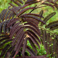 Bomen - Perzische slaapboom 'Summer Chocolate®' - Albizia julibrissin Summer Chocolate®
