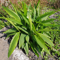 Alpinia galanga - Laos / Thaise gember - Kruidenplanten