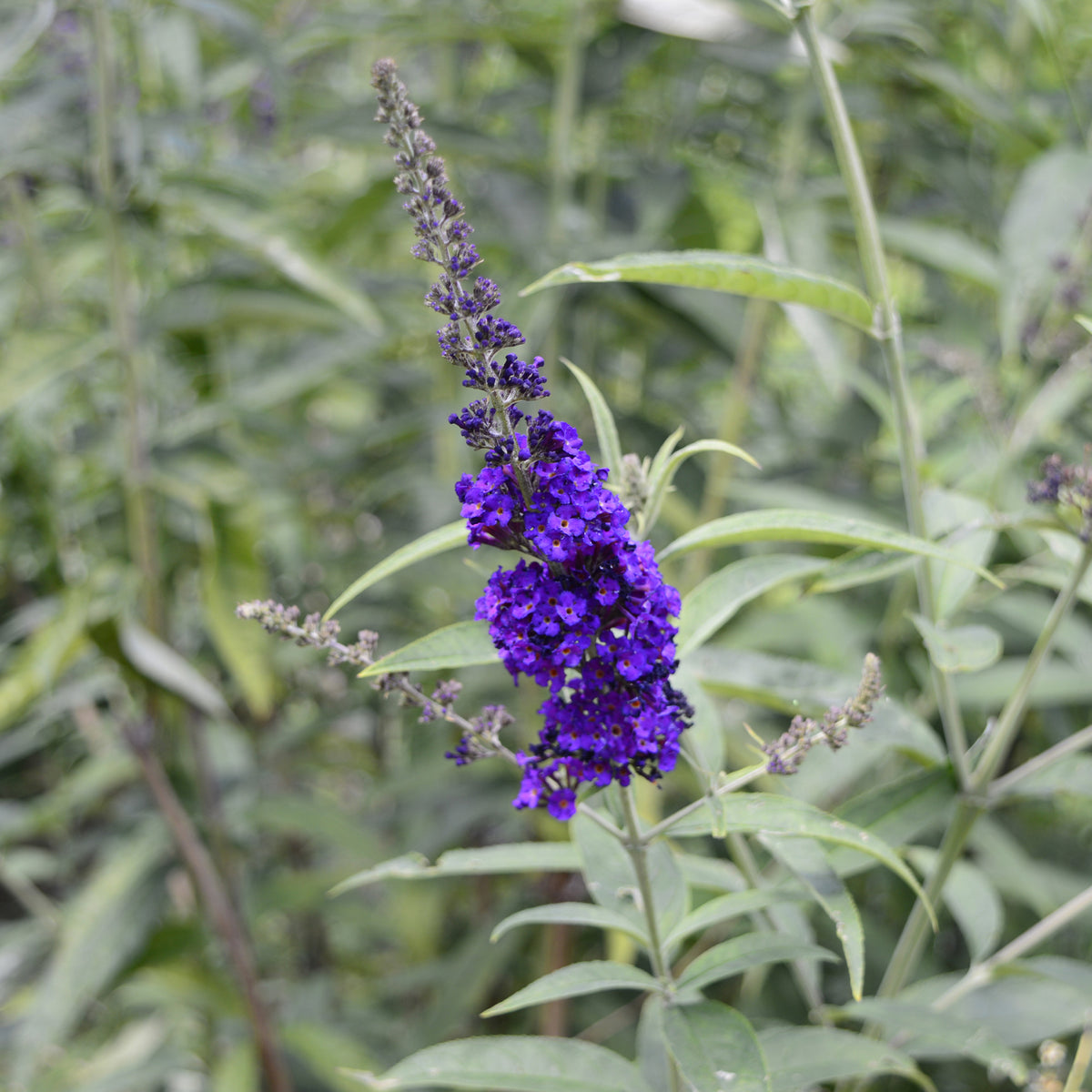 Vlinderstruik - Buddleja - Vlinderstruik 'Black Knight' - Buddleja davidii Black Knight
