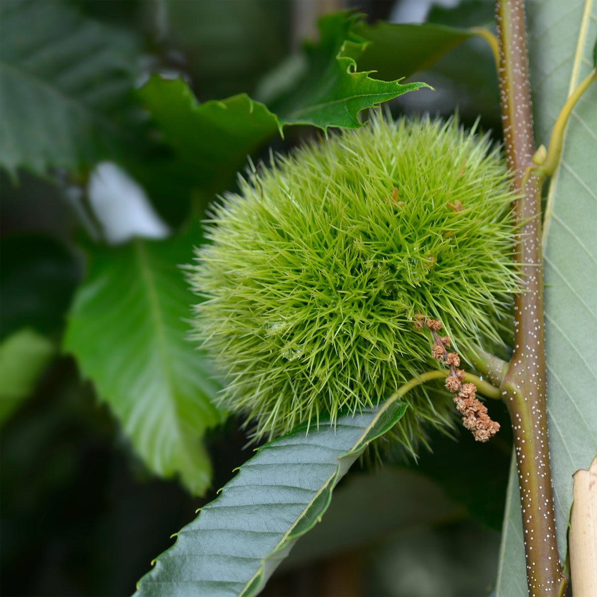 Tamme kastanje Bouche de Betizac - Castanea sativa Bouche de Betizac - Bakker