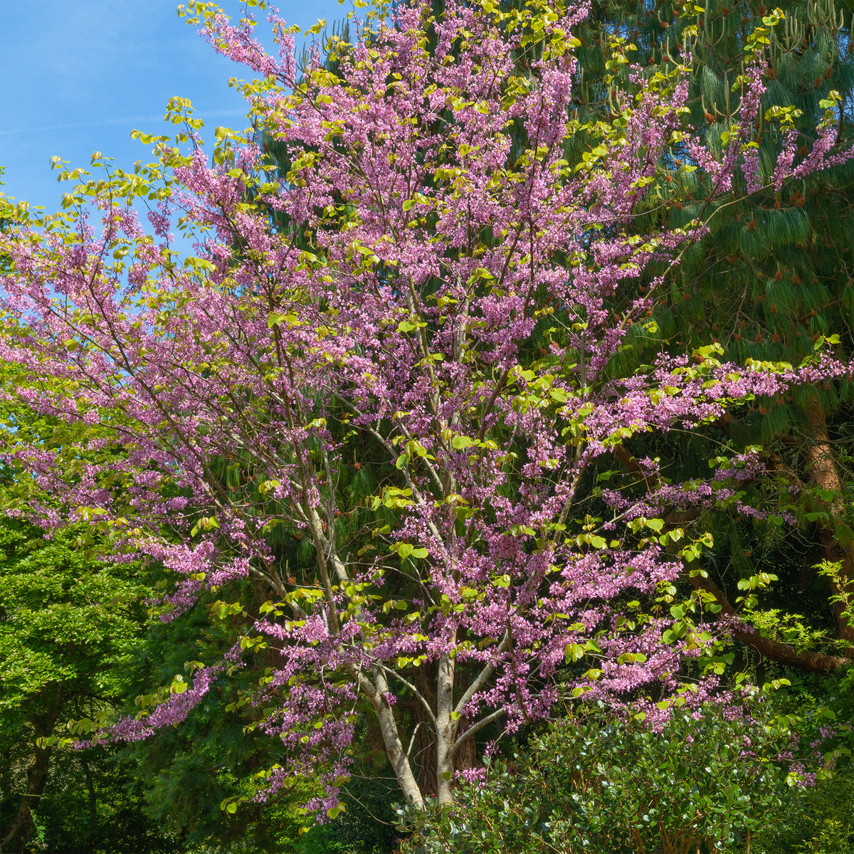 Amerikaanse Judasboom - Cercis canadensis - Bakker