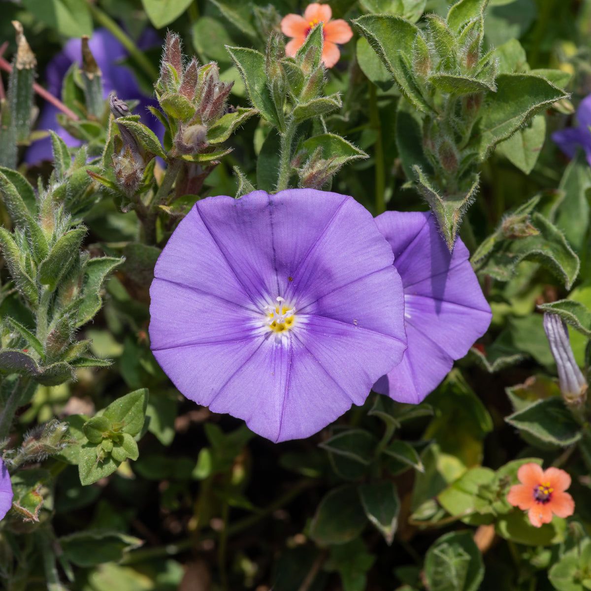 Convolvulus compact / Winde - Convolvulus sabatius Compacta - Bakker
