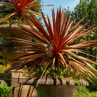 Rode Koolpalm - Cordyline australis Red Star - Bakker