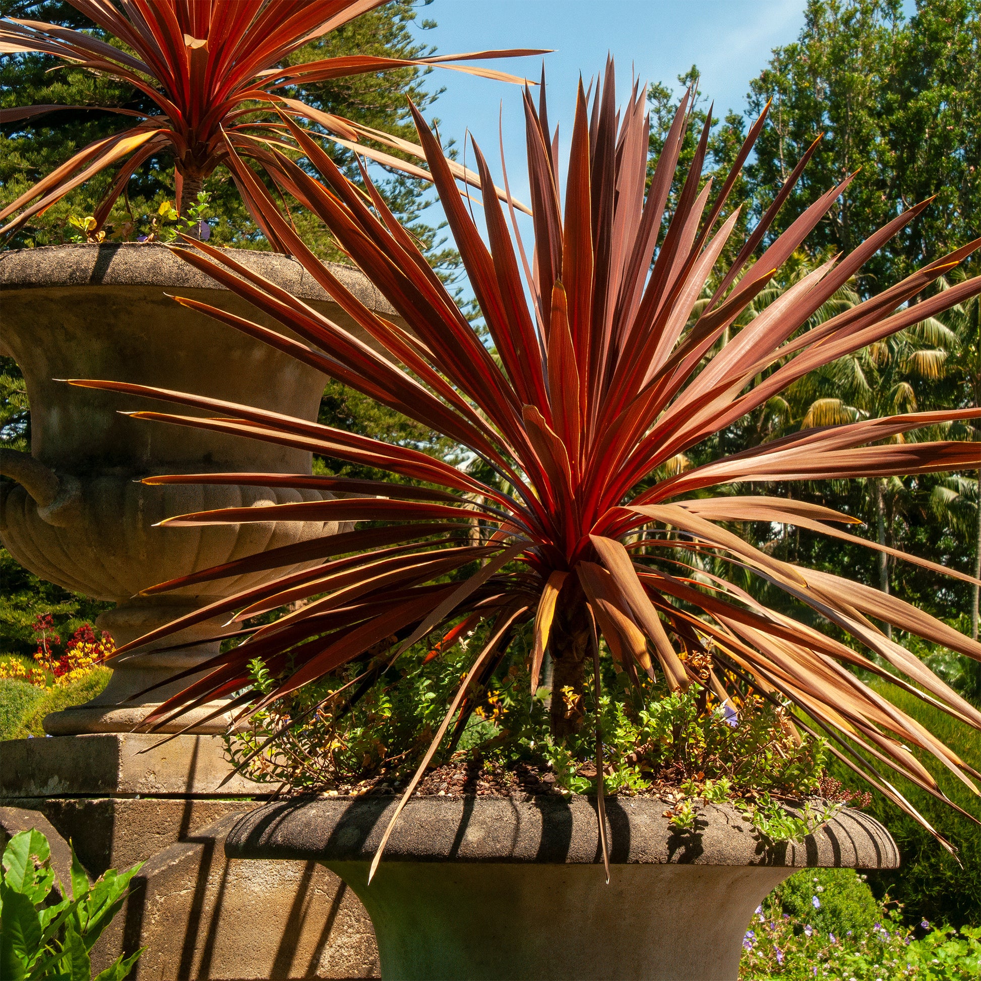 Rode Koolpalm - Cordyline australis Red Star - Bakker