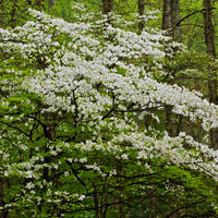 Amerikaanse kornoelje - Cornus florida - Bakker
