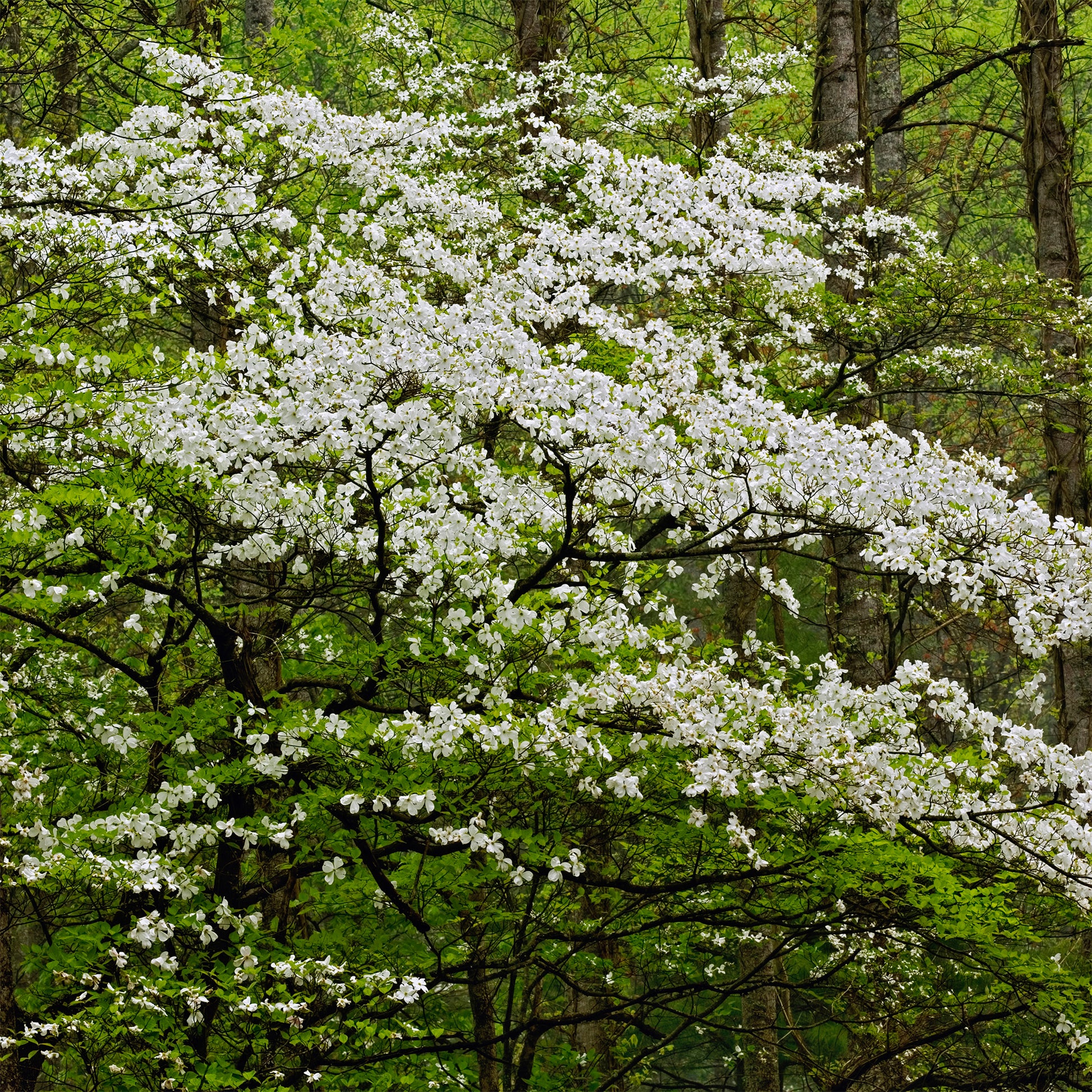 Amerikaanse kornoelje - Cornus florida - Bakker