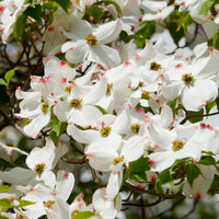 Cornus florida - Amerikaanse kornoelje - Bloeiende bomen