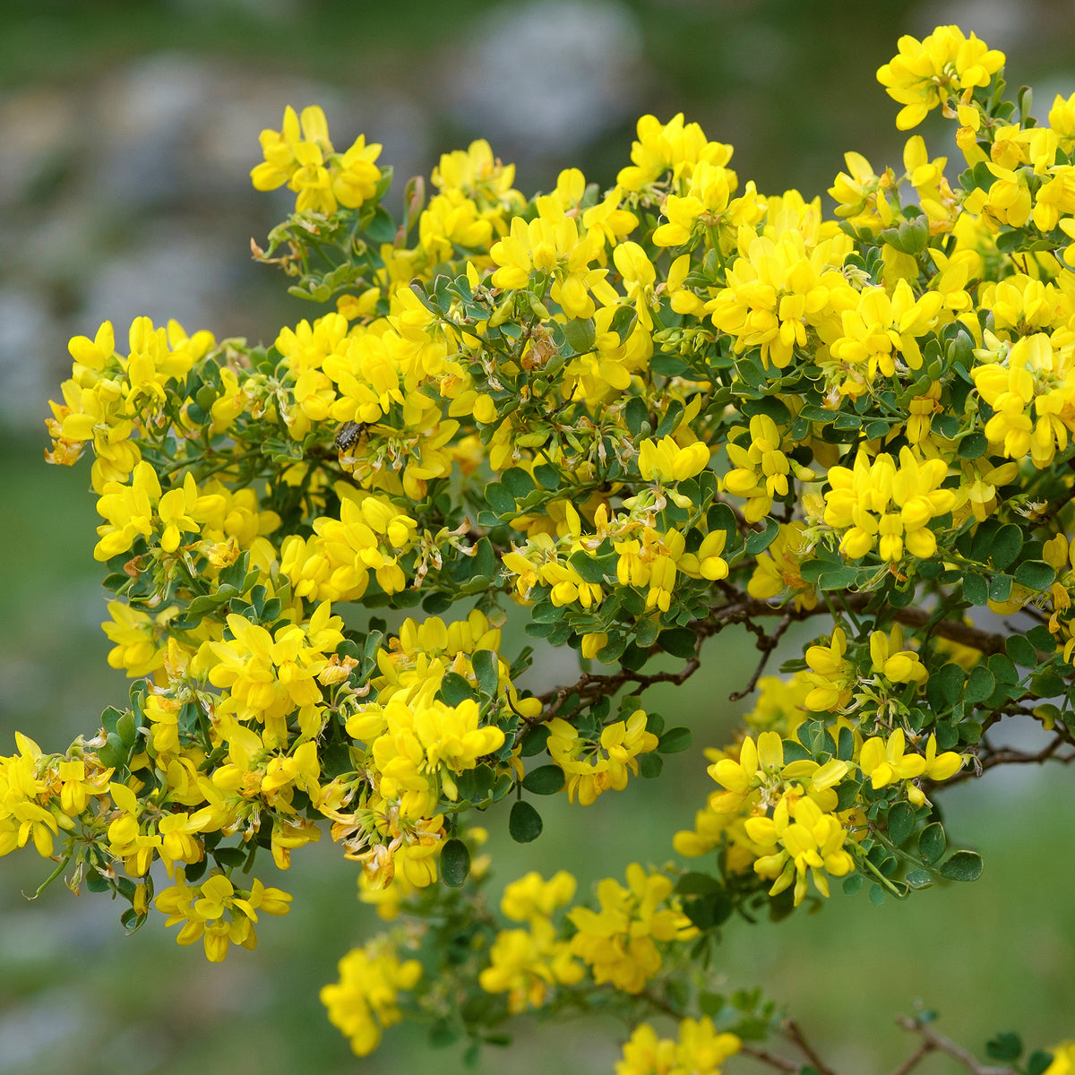 Kroonkruid - Coronilla valentina glauca - Bakker