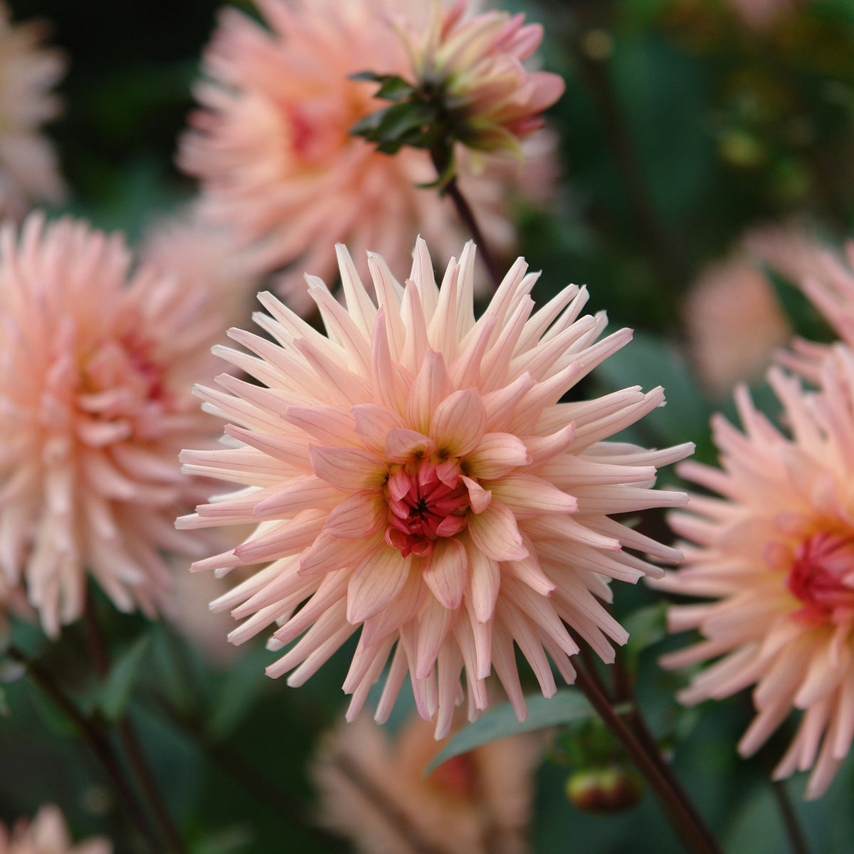 Cactus Dahlia Préférence - Dahlia Préference - Bakker