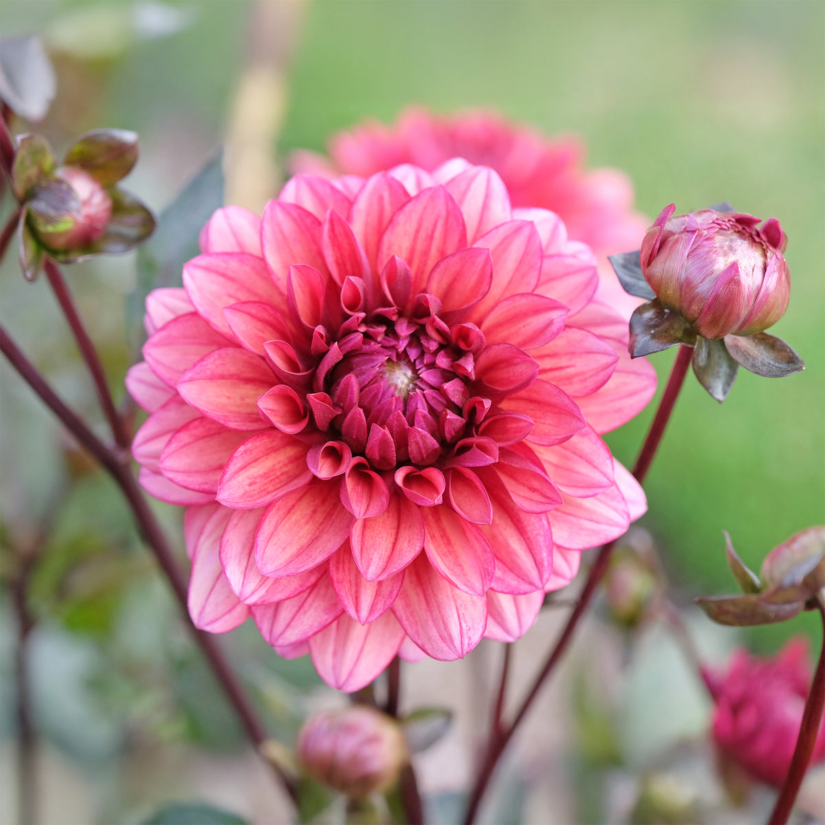 Dahlia Night Silence - Bakker