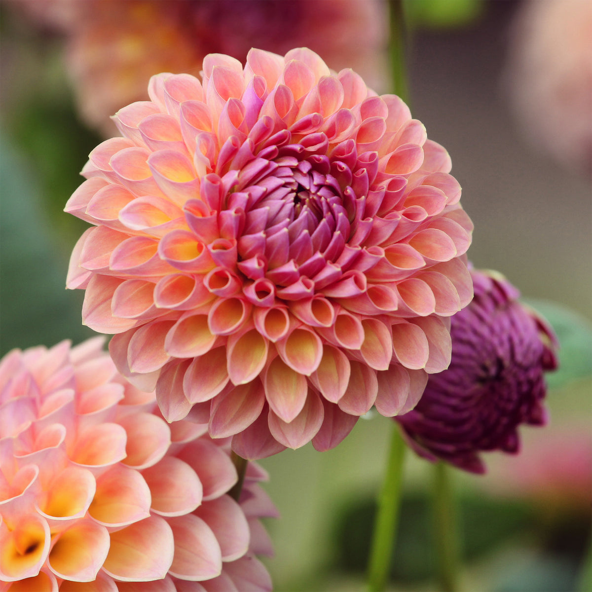 Dahlia Jowey Winnie - Dahlia Jowey Winnie - Dahlia 