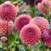 Dahlia Jowey Winnie - Bakker